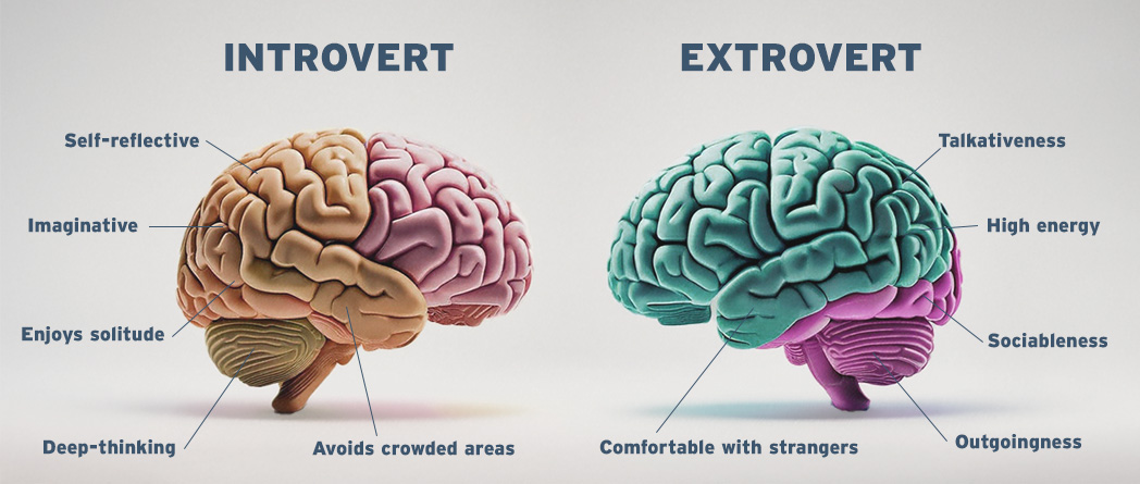 An illustration comparing two brains, labeled as "Introvert" and "Extrovert," highlighting their distinct characteristics.