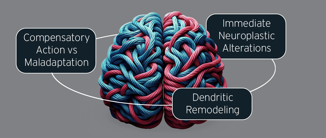 Brain showing neuroplasticity in action during recovery from brain injury, with functional adaptation to compensate for lost functions