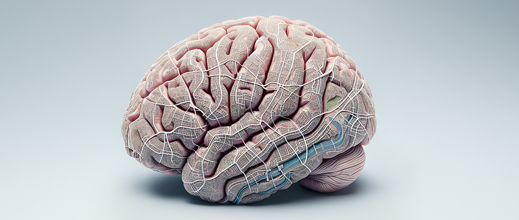 Brain scans of London taxi drivers showing increased grey matter volume in hippocampi, linked to spatial memory development