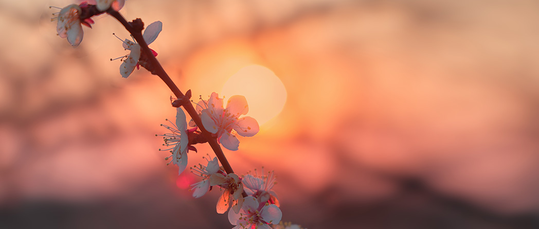 A sunset over cherry blossoms, showing life's fleeting beauty and impermanence